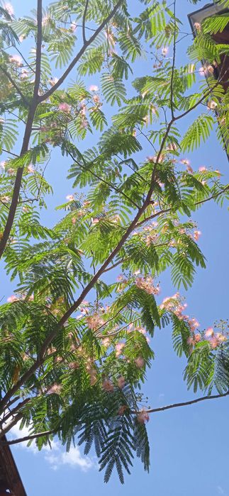 Албиция!Ледебурия,Африканска лилия ...Албиция ... Копринено дърво < 3