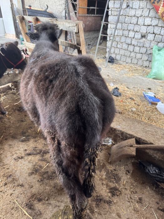 Gonajin sotiladi 2ta