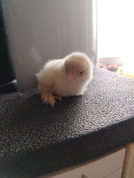 Pui brahma pe diferite culori!