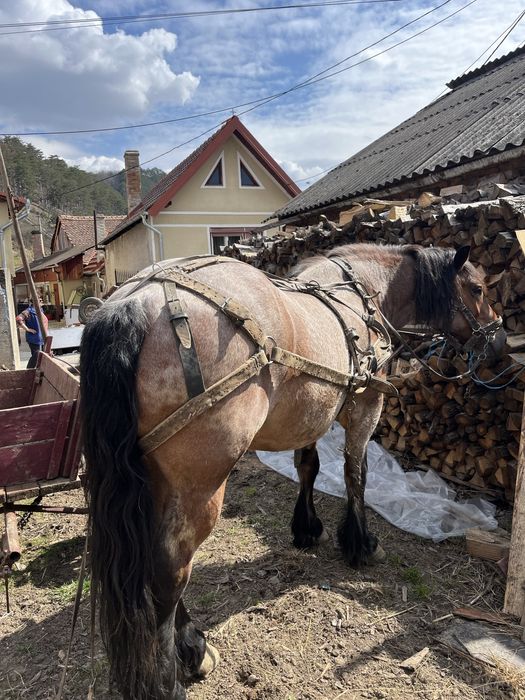 Vand cal de tractiune