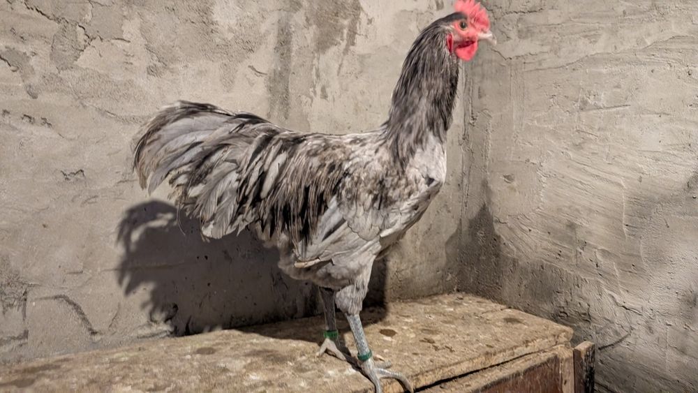 Gaini si puicute Australorp,Cocosei Marans