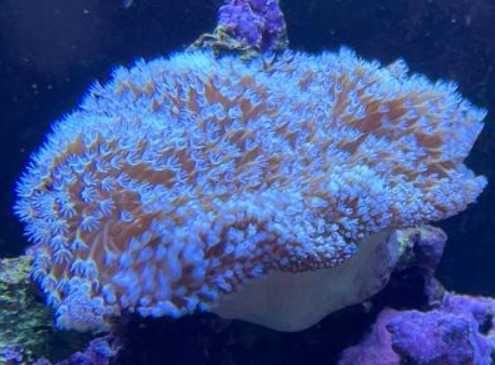 Pachet 5 corali acvariu incepator (cei mai usori)