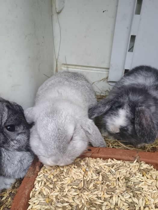 Oferta de Crăciun cap de leu cu ochii albaștrii și berbec pitic