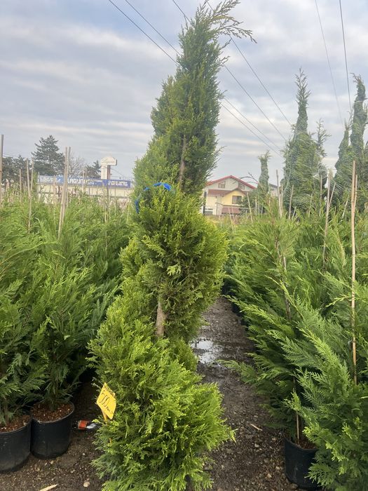 Plante ornamentale de orice specie si dimensiune livram oriunde in tar