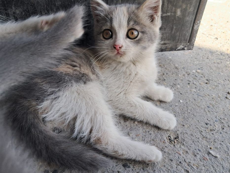 Отдам котят девочки