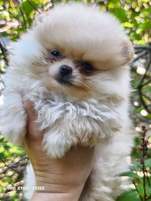 Продам очаровательных щенков шпица.