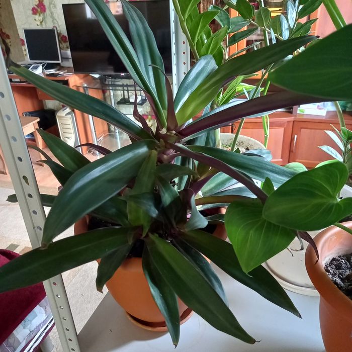 Продам комнатные цветы