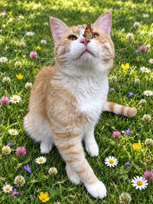 Котик ищет семью