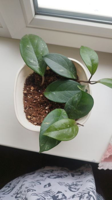 Продам монстеру деликатесную