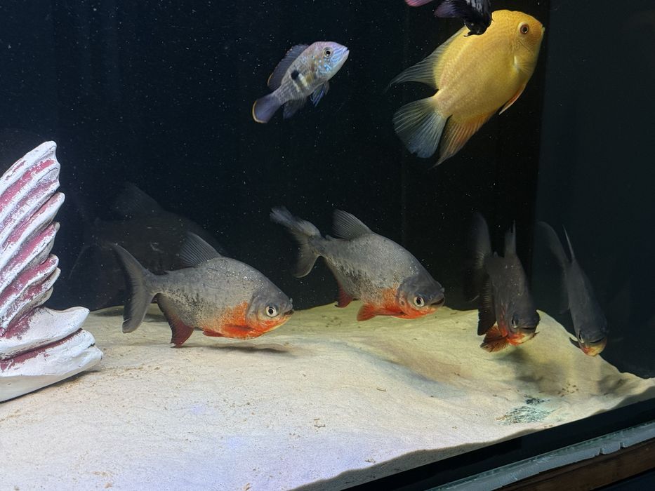 Продам 6 красных паку