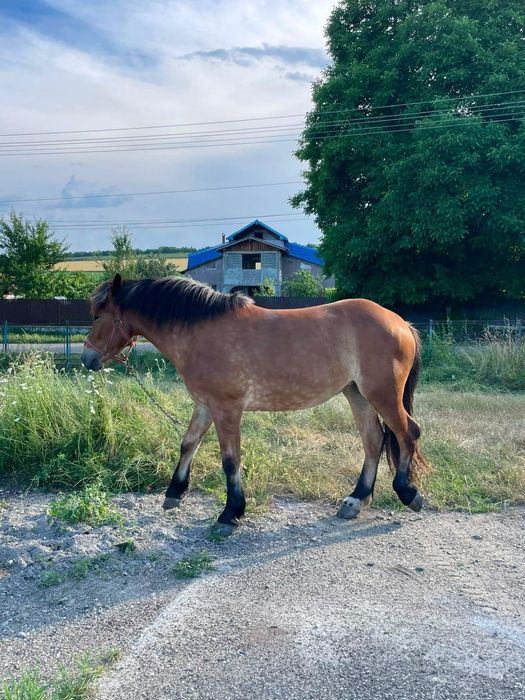 Vând mână de 2 ani!!
