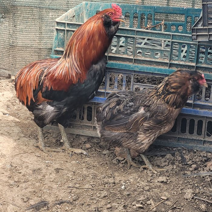 Perche araucane( 1 cocos + 1 gaina)