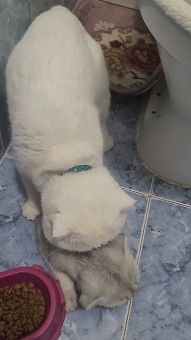 Вязка кот шотландский вислоухий с большим опытом