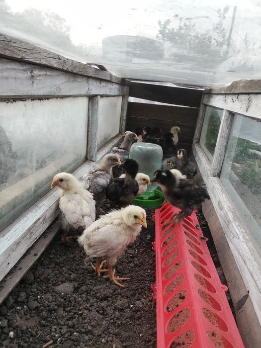 Продам цеплят 3-хнедельные