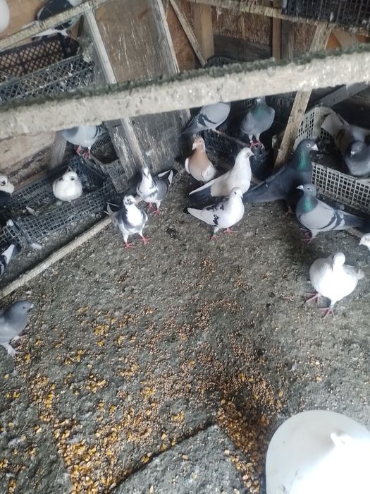 Vând porumbei voiajori la bucata