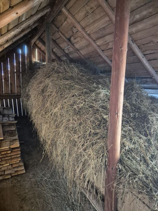 Vând lucernă și fân de gradina