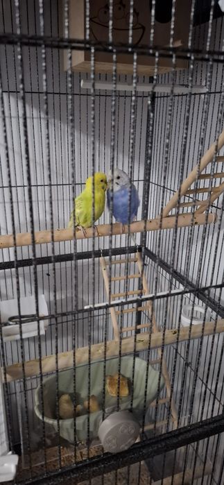 Colivie si o pereche de peruși