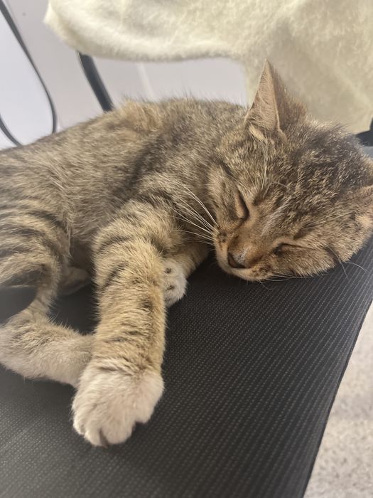 отдам котенка в добрые руки