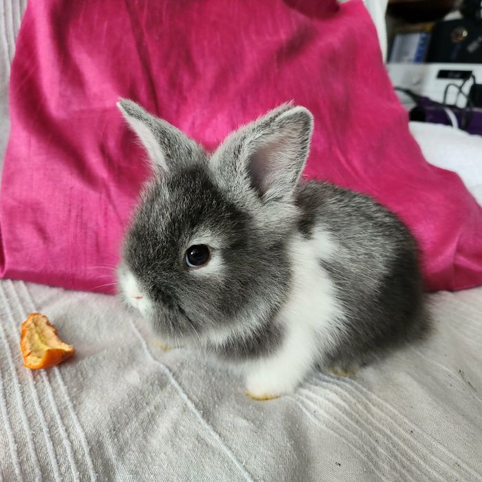 Iepurasi  cauta familie