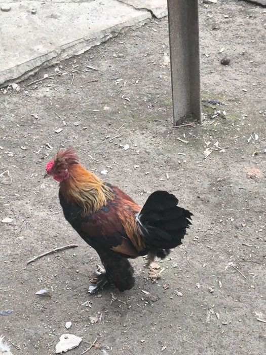 Продам Японского Петушка