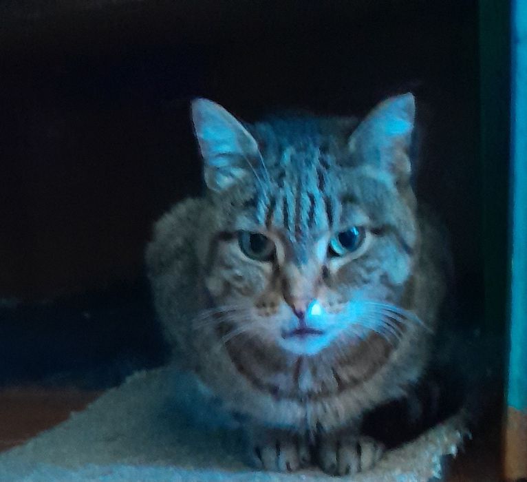 Отдам кошечку в добрые руки