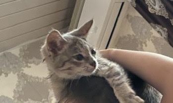 Шотландски котик