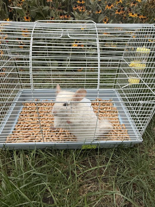 Продам Шиншилу ,мальчик