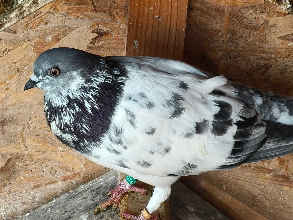 Porumbei Berzați de Budapesta