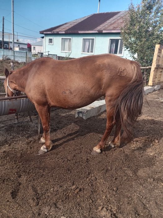 Семіз жемде тұрған ту биелер сатылады