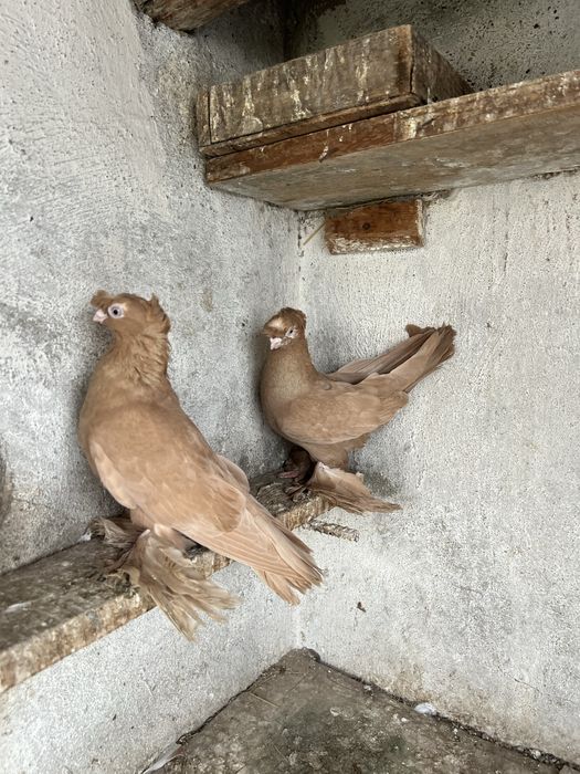 Продам готовую пару желтых