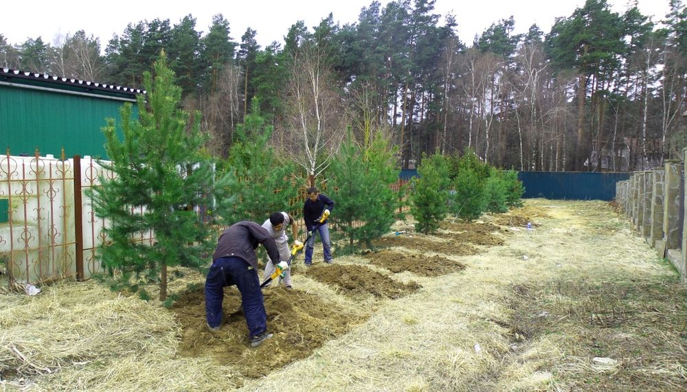 Саженцы ёлка сосна
