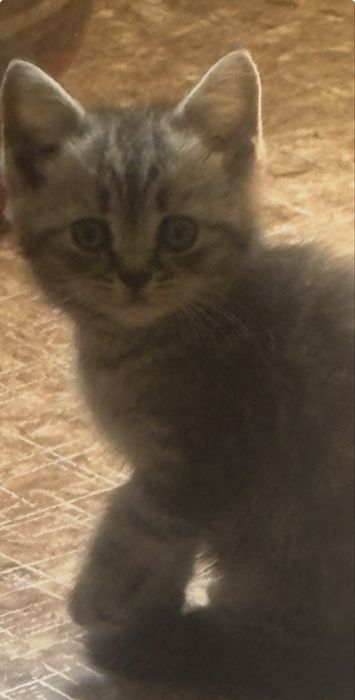Котенок шотландский вислоухий,