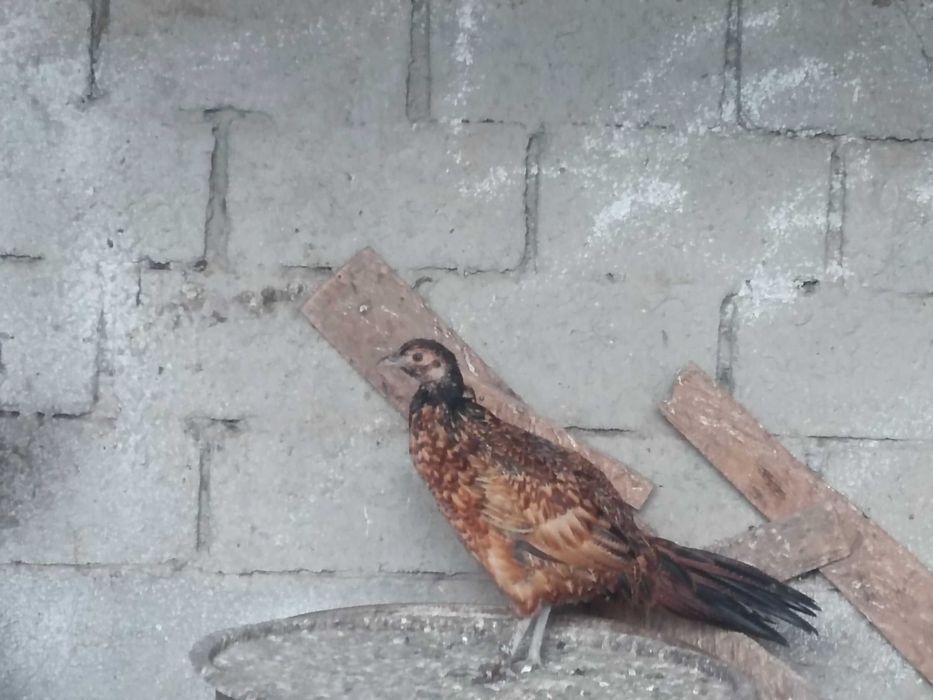 Fazani comuni tineri