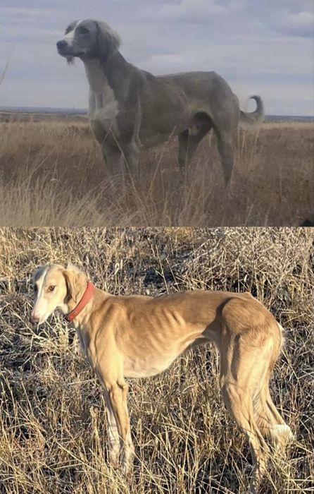 Тазы! Көк қасқа күшік сатылады! Ұрғашы