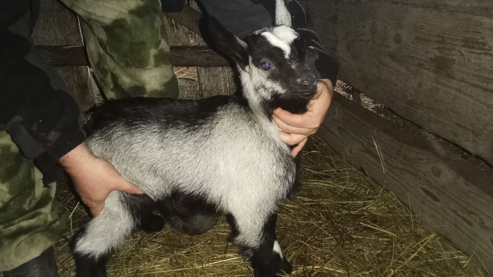 Продаются козлята