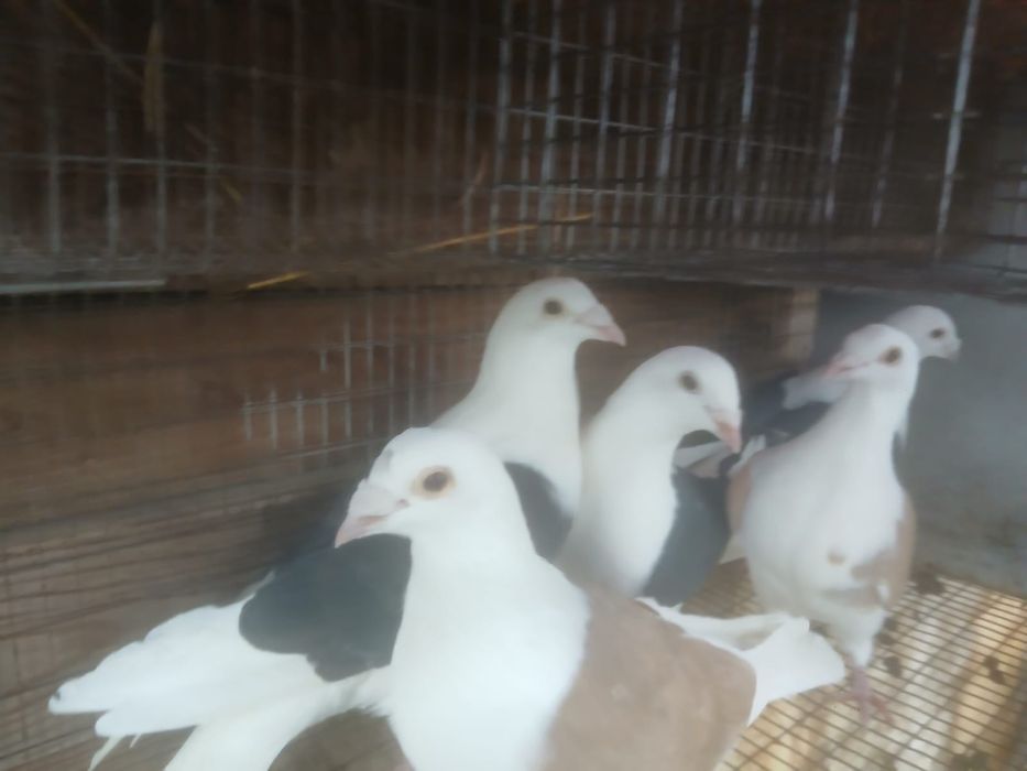 Vând porumbei……..