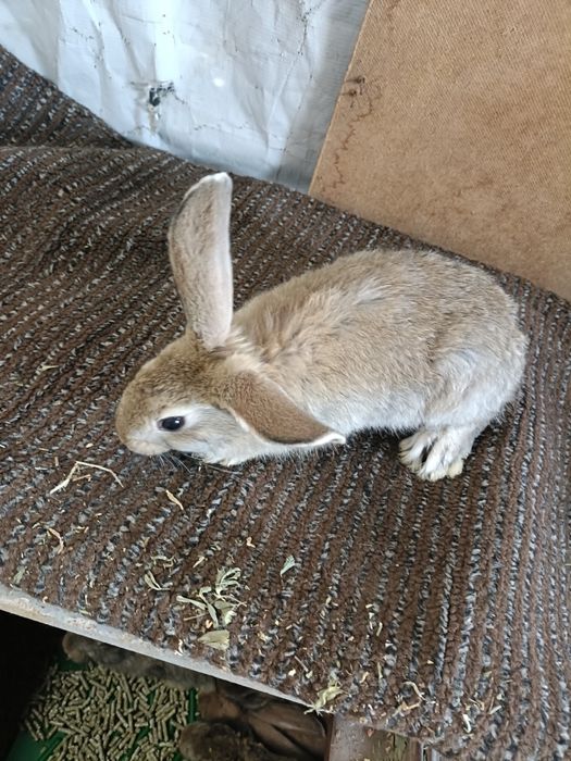 Quyon bolalari sotiladi