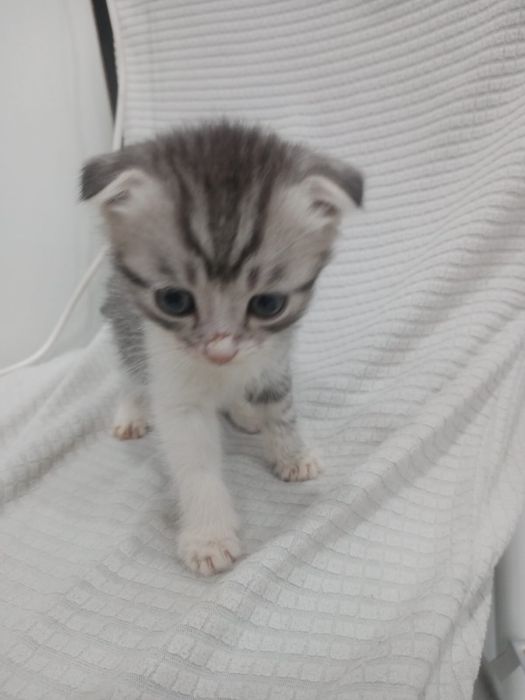 мысық. скоттиш страйт