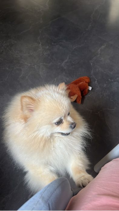 Случка померанский шпиц