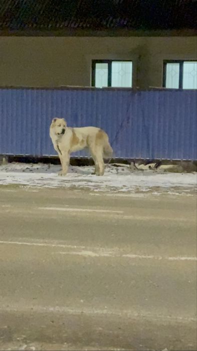 Сабака алабай еркек