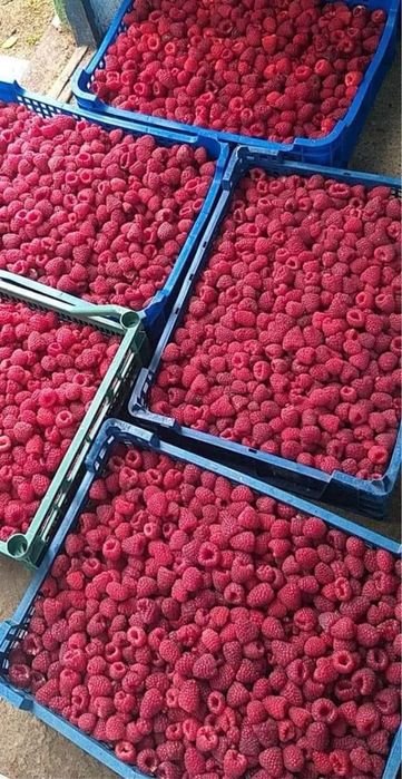 Drajoni zmeura polka