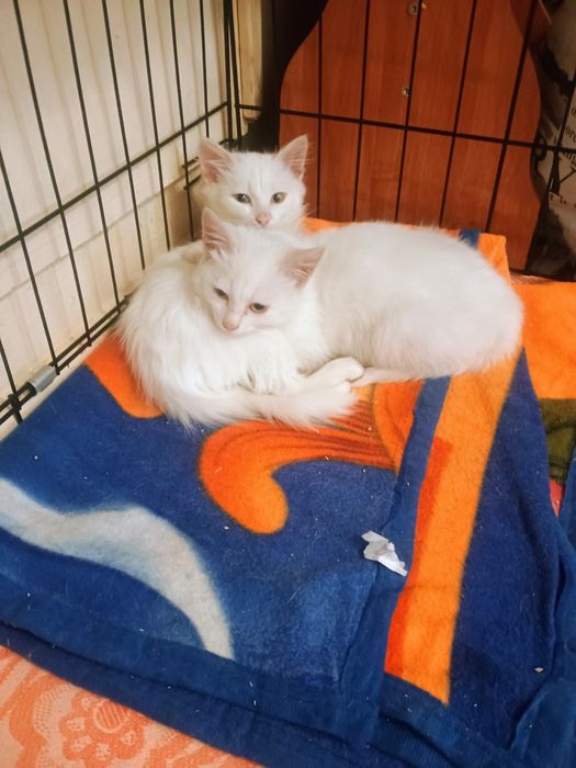 Отдам в добрые руки котят