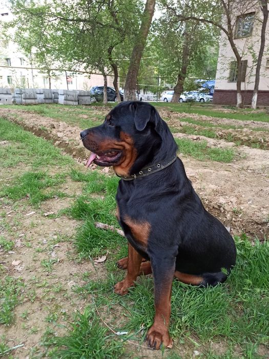 Вязка кобель Ротвейлер.