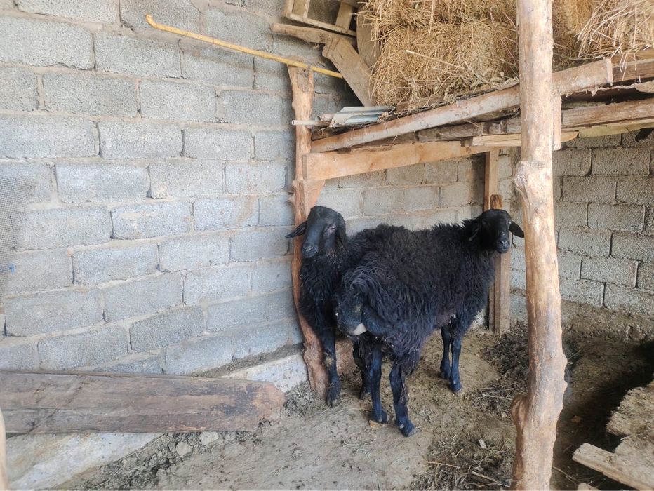 Кошкар бар 2еу (бағасы жүз жетпіс мыңнан)