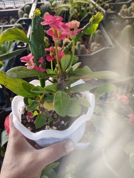 Малочай ва опунция