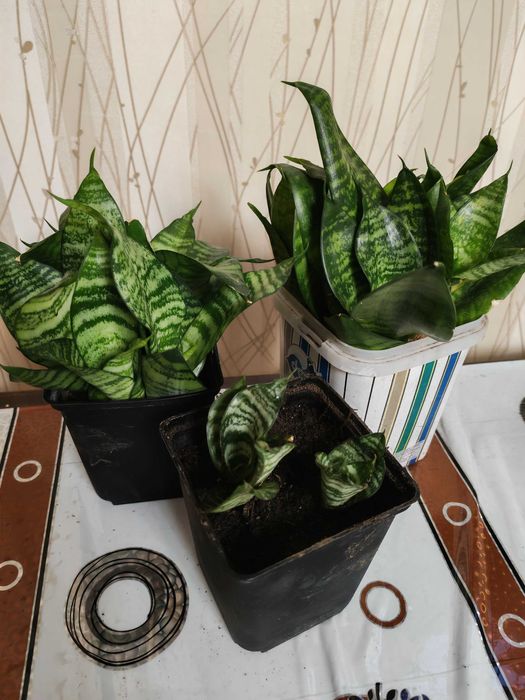 Продам комнатные растения