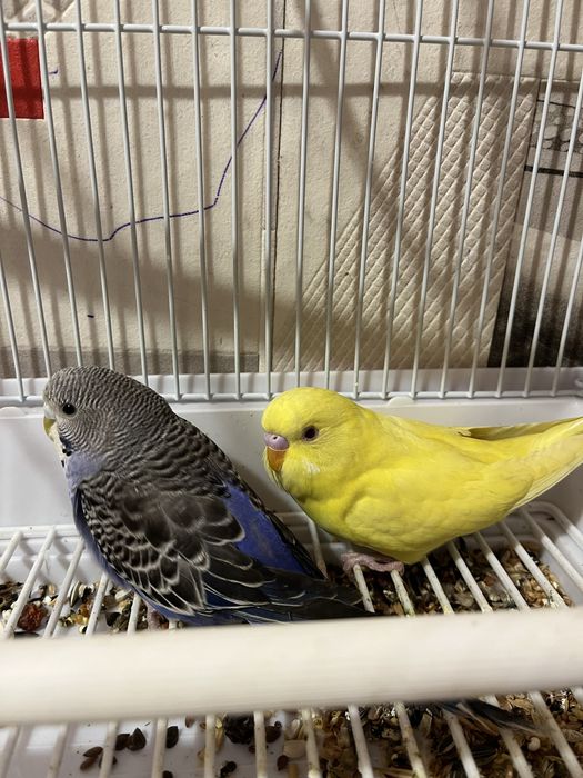 Два волнистых попугая