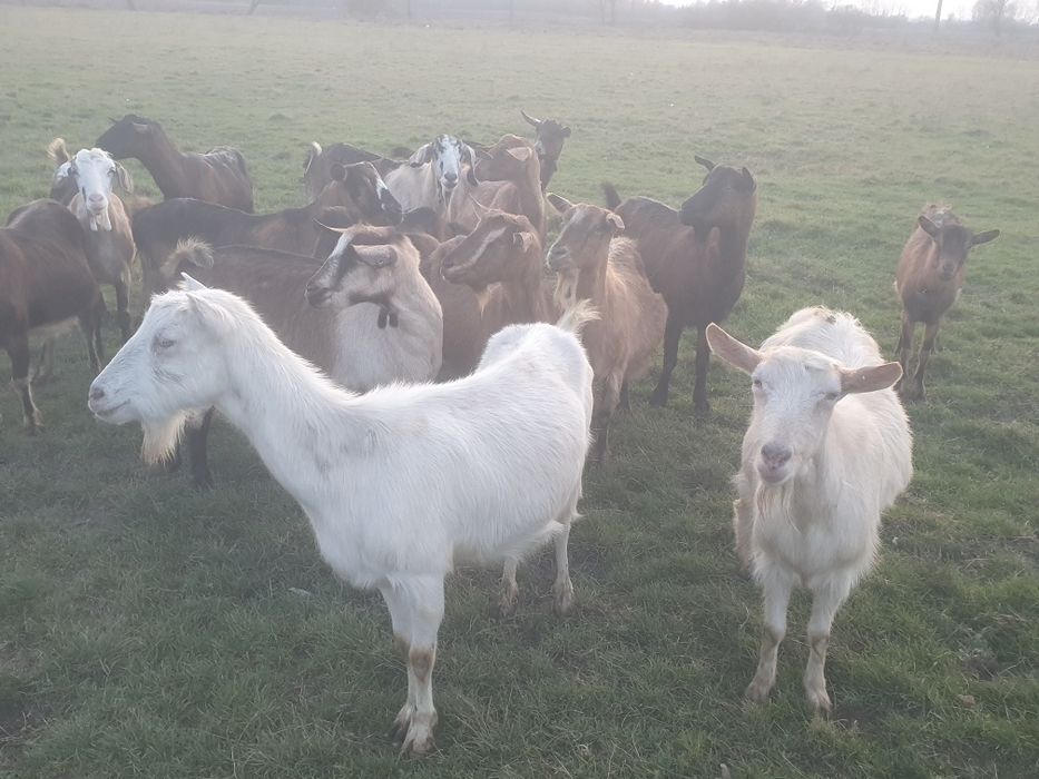 Vând 15 capre gestante