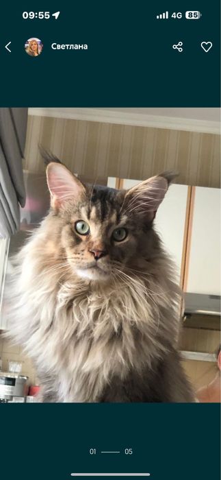 Вязка огромный мейн-кун