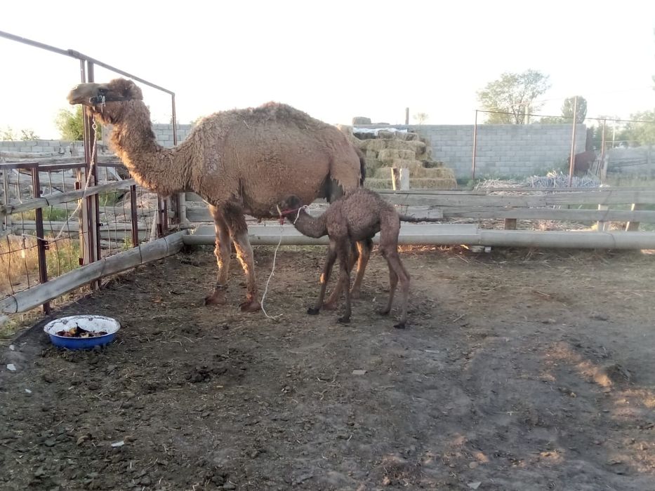 Нар түйе сатылады